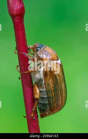 Summer Chafer (Amphimallon solstitialis) resting on a stalk. Germany Stock Photo