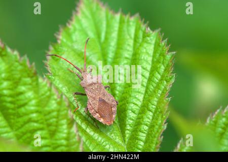 Box Bug (Gonocerus acuteangulatus) on blackberry leaf. Germany Stock Photo