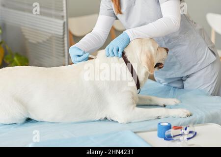 Sick labrador ling on medical table in veterinary clinics while young female clinician in protective gloves and uniform vaccinating him Stock Photo