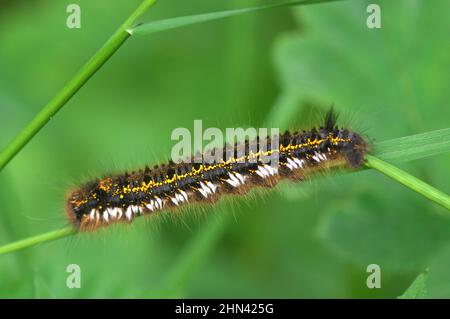 Drinker (Euthrix potatoria). Caterpillar on a blade of grass. Germany Stock Photo