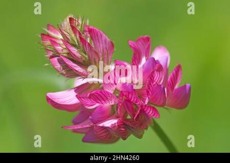 Common Sainfoin (Onobrychis viciifolia), inflorescence. Germany Stock Photo