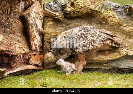 Wild Eurasian Eagle Owls outside their nest, in the grass. The white say days old bird is exploring nature. Stock Photo