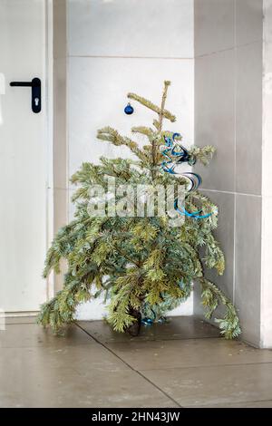 Concept the ending of holidays and celebrations. Discarded spruce in the trash after the New year. Christmas tree kicked out of the house Environmenta Stock Photo