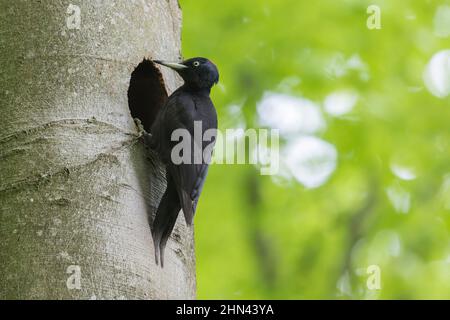 Black Woodpecker (Dryocopus martius). Female at nest in a beech tree. Germany Stock Photo