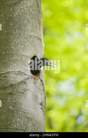 Black Woodpecker (Dryocopus martius). Female looking out from nest in a beech tree, calling. Germany  Schwarzspecht, Dryocopus martius, rufendes Weibchen an der Bruthoehle, Schleswig-Holstein, Deutschland Stock Photo