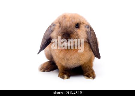Pretty little lop-eared rabbit, isolated over white Stock Photo