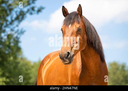 Dutch Warmblood. Portrait of bay gelding on a meadow. Germany Stock Photo