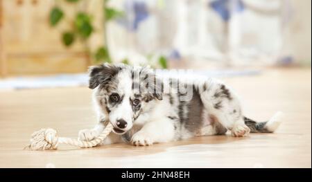 Border Collie. A puppy playing in an apartment with a rope. Germany Stock Photo