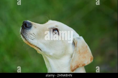 Labrador Retriever. Portrait of yellow juvenile. Germany Stock Photo