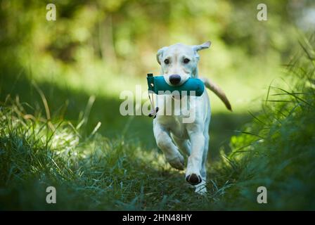 Labrador Retriever. Yellow juvenile fetching a dummy. Germany Stock Photo