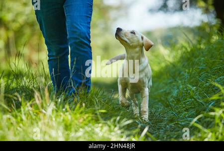 Labrador Retriever. Yellow juvenile walking next to a person on a path. Germany Stock Photo