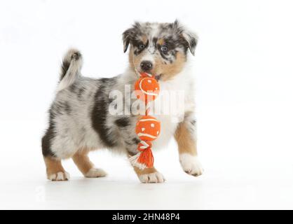 Australian Shepherd. A puppy carrying a toy. Studio picture against a white background. Germany Stock Photo