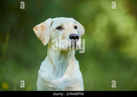 Labrador Retriever. Portrait of yellow juvenile. Germany Stock Photo
