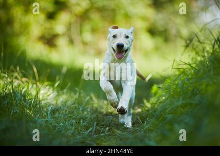 Labrador Retriever. Yellow juvenile running on a path. Germany Stock Photo