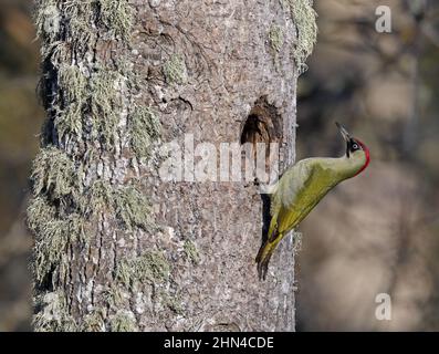 European green woodpecker, Picus viridis outside nesting hole in Aspen tree Stock Photo