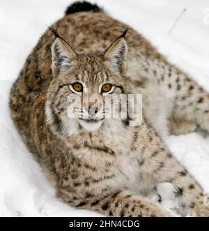 Eurasian Lynx, Lodjur, lo, (Lynx lynx) Stock Photo