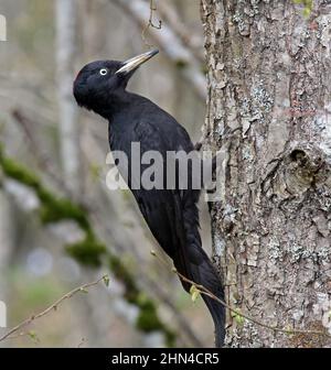 Black woodpecker, Dryocopus martius Stock Photo