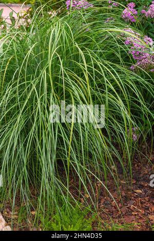 Sedge, curex, decorative garden grass for decoration of wet areas Stock Photo