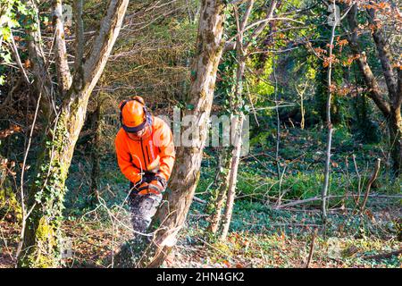 Man cutting tree with chainsaw for wood logs for heating in wood burning stove, County Donegal, Ireland Stock Photo
