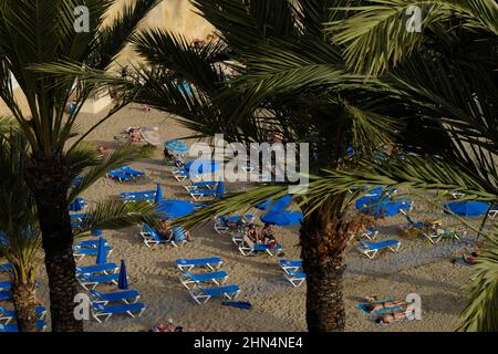 Mal Pas Beach between the palm trees in the old town of Benidorm.. Stock Photo