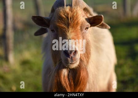 Close up portrait of a goat with ginger beard at sunset. Stock Photo