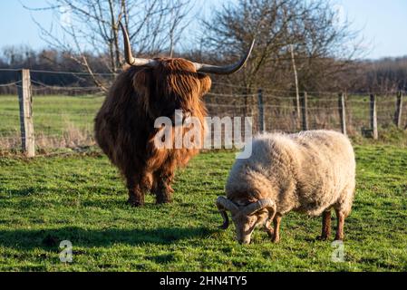 Highland cow with reddish brown coat and a grazing white ram in a meadow at sunset Stock Photo