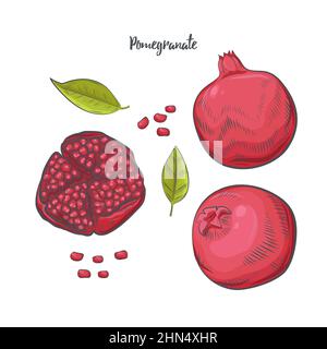 Pomegranate clipart isolated on white background. Stock Vector