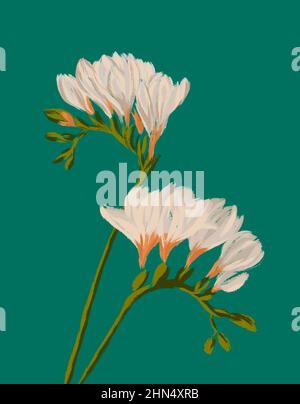 Freesia white blooming flowers illustration on green background Stock Photo