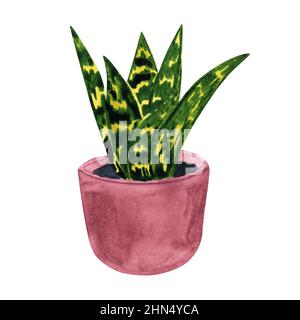 Watercolor snake plant in pot, Hand painted house plant, Botanical sketch, Greenery illustration, Interior design element Stock Photo