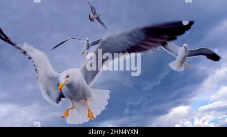 Flying Seagulls in a Cloudy Sky Stock Photo