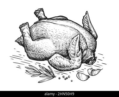 Whole chicken raw carcass for cooking. Poultry meat in vintage engraving style. Sketch vector illustration Stock Vector
