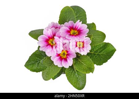 Top view of pink 'Primula Acaulis' primrose flowers in bloom on white background Stock Photo