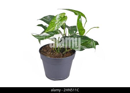 Epipremnum Pinnatum Variegated in the pot Stock Photo - Alamy