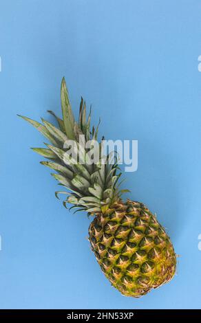 Fresh organic pineapple on pastel bright blue background. Flat lay tropic fruits Stock Photo