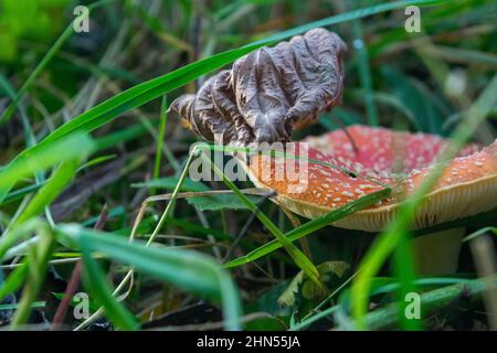 A poisonous and hallucinogenic mushroom Fly agaric in the grass against the background of an autumn forest. Red poisonous mushroom close-up in the nat Stock Photo