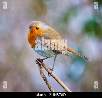 A single common Robin bird Stock Photo