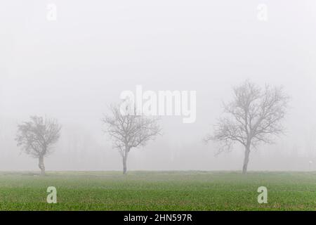 Three trees without leaves shrouded in thick winter fog, Tuscan countryside, Italy Stock Photo