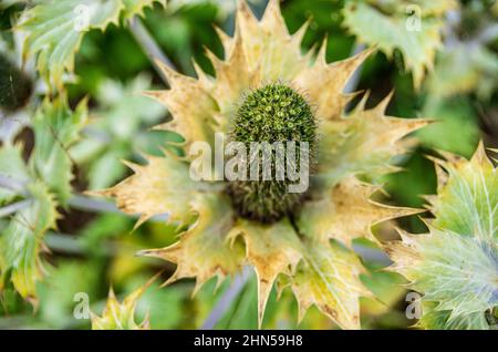 Specimens of Miss Willmott's Ghost, Eryngium giganteum, in a garden environment. Stock Photo