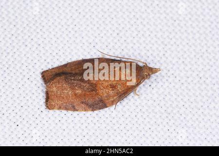 Pandemis cerasana, the barred fruit-tree tortrix, is a moth of the family Tortricidae. It is pest in gardens and orchards. Stock Photo
