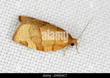 Pandemis cerasana, the barred fruit-tree tortrix, is a moth of the family Tortricidae. It is pest in gardens and orchards. Stock Photo