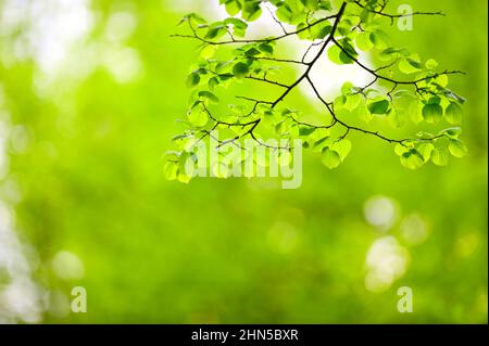 Linden tree, Lime tree (Tilia sp.) leaves in a forest. Selective focus and shallow depth of field. Stock Photo
