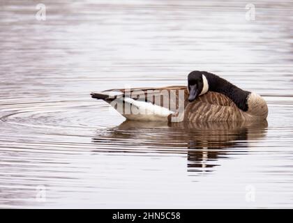 A Canada goose takes a nap while floating on the calm lake waters. Stock Photo