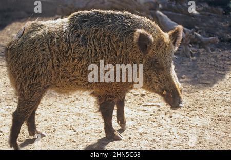 Juvenile wild boar (Sus scrofa), also known as the wild swine, common wild pig, Eurasian wild pig, or simply wild pig, is a suid native to much of Eur Stock Photo