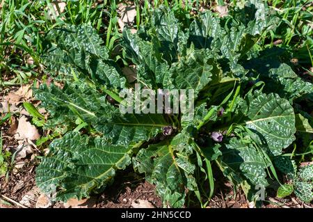 Mandrake plant (Mandragora officinarum). The root of this plant contains two steroid alkaloid compounds, scopolamine and hyoscyamine, which give it me Stock Photo