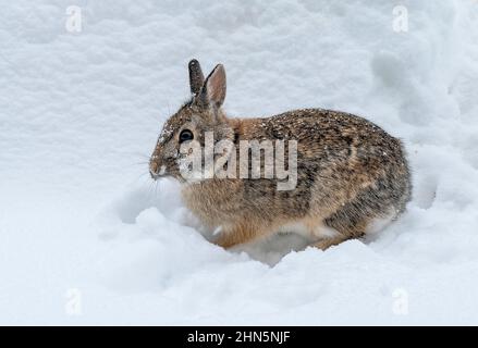 Bunny rabbit sitting in the fluffy snow Stock Photo