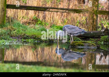 Grey Heron (Ardea cinera) reflected at sunrise at a pond with its beak in the still pond Stock Photo