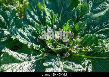 Mandrake plant (Mandragora officinarum). The root of this plant contains two steroid alkaloid compounds, scopolamine and hyoscyamine, which give it me Stock Photo