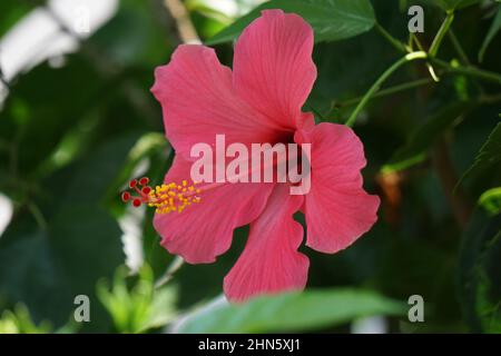 Shoe black plant with a natural background. Also called Hibiscus rosa Sinensis, Chinese hibiscus, China rose, Hawaiian hibiscus, rose mallow and shoeb