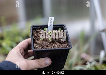 Malva sylvestris var. mauritiana 'Zebrina' seedlings with label, in a black pot being held in a hand Stock Photo