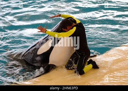Man is hugging a very big killer whale Stock Photo
